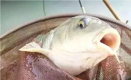 重生成鱼气哭钓鱼佬,一场奇妙的钓鱼奇遇  第2张