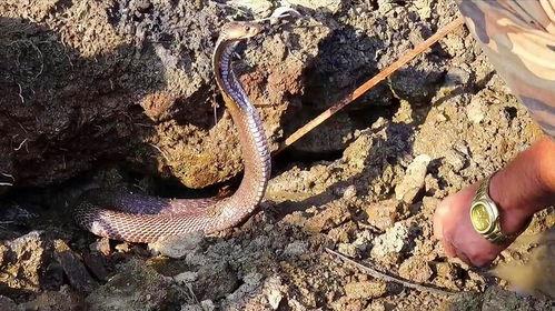 眼镜蛇 第三季,暗流涌动的复仇风暴 第2张 眼镜蛇 第三季,暗流涌动的复仇风暴 第2张