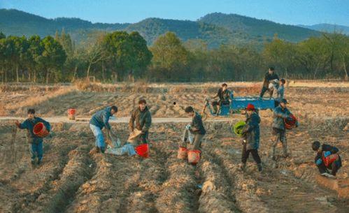 种地吧,探寻农业现代化与乡村振兴的绿色之路